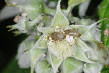Himbeerkäfer,  Byturus tomentosus