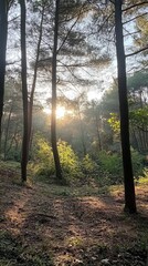Obraz premium Serene Forest Sunlight: A Peaceful Woodland Pathway