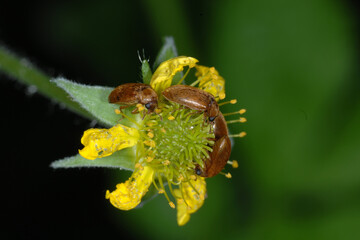 Himbeerkäfer,  Byturus tomentosus