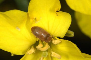 Himbeerkäfer,  Byturus tomentosus