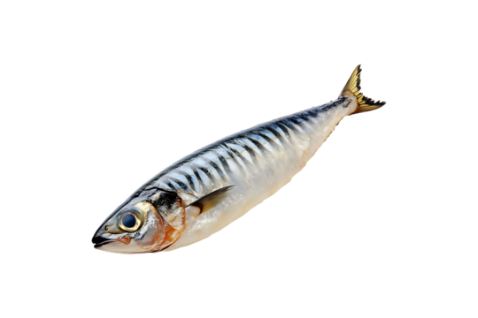 Frozen Mackerel Isolated on Transparent Background PNG.
