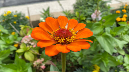 Zinnia (Zinnia elegans) , Zinnia Seed, Rainbow Color,