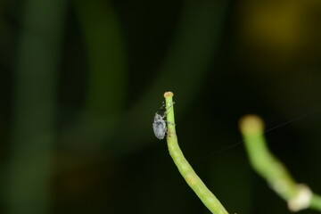Kohlschotenrüssler,  Echter Kohlschotenrüssler, Ceutorhynchus assimilis, Winterraps