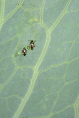 Erdfloh, Gewelltstreifige  Kohlerdfloh, Phyllotreta spp.,  undulata, Kohlblatt