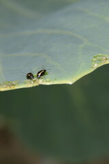 Erdfloh, Gewelltstreifige  Kohlerdfloh, Phyllotreta spp.,  undulata, Kohlblatt