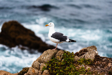 Seagull perched on a rocky coastal shore near the ocean.
