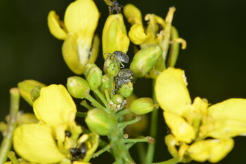 Kohlschotenrüssler, Ceutorhynchus assimilis