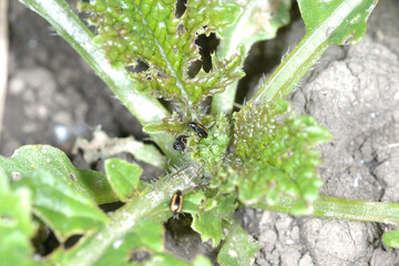 Erdfloh, Gewelltstreifige  Kohlerdfloh, Phyllotreta spp.,  undulata