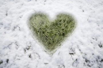 Heart-shaped Snow Melting on Green Grass. Closeup View of Conceptual Climate Change on Frosty Background