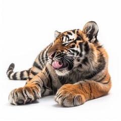 Obraz premium Adorable tiger cub licking its paw, isolated on white background, showcasing the beauty and charm of these majestic animals