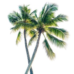 Tropical palm trees isolated against a white background