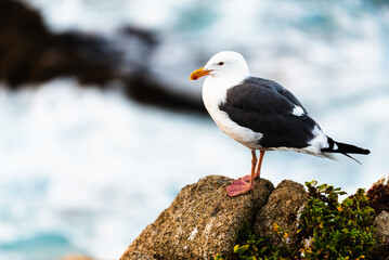 Seagull perched on a rocky coastal shore near the ocean.