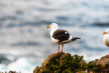Two seagulls perched on a rocky coastal shore near the ocean.