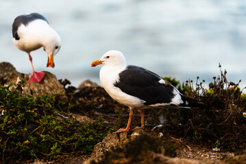 Two seagulls perched on a rocky coastal shore near the ocean.