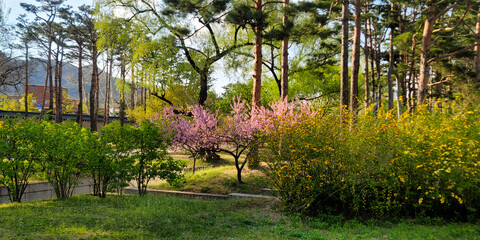 경복궁 아름다운 봄 정원 경치, 아름다운 분홍 꽃과 나무, 푸른 하늘