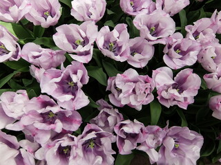 Fototapeta premium Close-up of beautiful purple tulip flowers in full bloom. A field of purple tulips in Keukenhof garden, Lisse, the Netherlands, Europe.
