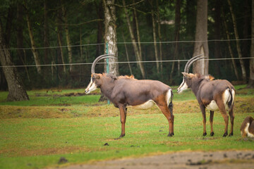 Fototapeta premium The Hippotragus niger in enclosure on safari. Free-roaming animals in the safari park. 