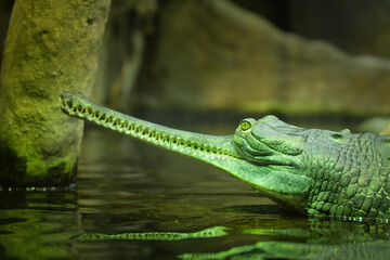 Crocodile in the deep water. He has hungry in his eye.	
