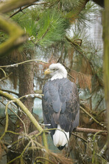 The bald eagle, perched on a tree. A bird waiting for its prey in the zoo.	