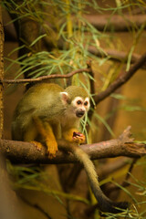 a squirrel monkey perched on a tree branch. Monkeys in their enclosure at the zoo. An animal in captivity.	
