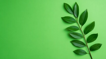 Green Leaf Branch on Green Background - A single green branch with vibrant leaves on a solid lime green background. Perfect for eco-friendly designs.