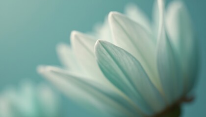 Fototapeta premium This enchanting close-up captures the ethereal beauty of flower petals, their soft, pale hues blending seamlessly into a tranquil background. The gentle curves and delicate textures evoke a sense of