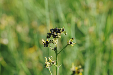 Rapsglanzkäfer,  Meligethes aeneus F. in Sommerraps
