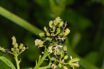 Rapsglanzkäfer,  Meligethes aeneus F. in Sommerraps