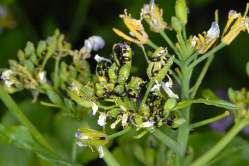 Rapsglanzkäfer,  Meligethes aeneus F. in Sommerraps