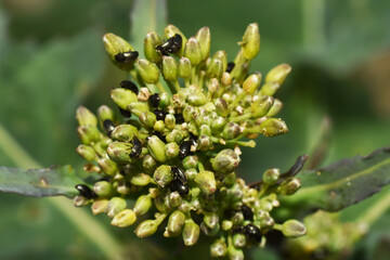 Rapsglanzkäfer,  Meligethes aeneus F. , Winterraps