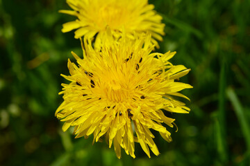 Rapsglanzkäfer; Meligethes aeneus F., Löwenzahn