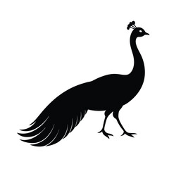 peacock vector illustration