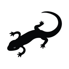 lizard on a white background