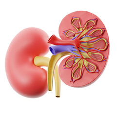 Kidney visual representation. 3d illustration