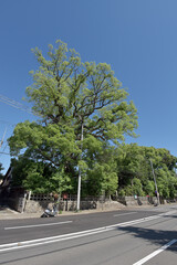 Naklejka premium 新熊野神社 神木の樟 京都市東山区今熊野
