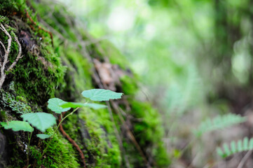 Pequeña planta verde naciendo en muro