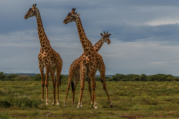 Giraffes in the Serengeti in Tanzania