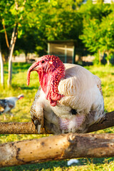 Majestic turkey perched on a wooden fence in a sunny farmyard surrounded by greenery and other birds