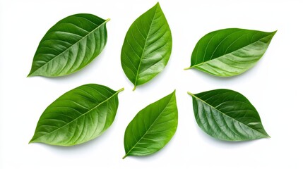 Fototapeta premium Vibrant Green Leaves on White Background - Six lush green leaves arranged symmetrically against a stark white backdrop. Perfect for nature, health, or eco-themed projects.