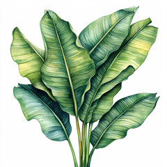 Obraz premium Watercolor illustration of lush, vibrant green banana leaves, showcasing detailed textures and subtle color variations on a white background.