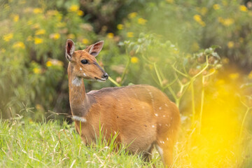 Fototapeta premium Buschbock