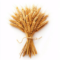 Fototapeta premium Golden wheat stalks gathered and tied together with string, isolated against a clean, white background.