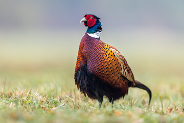 Birds - Common Pheasant (Phasianus colchicus) male - cock