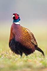 Birds - Common Pheasant (Phasianus colchicus) male - cock