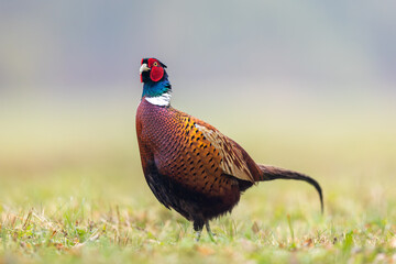 Birds - Common Pheasant (Phasianus colchicus) male - cock