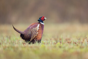 Birds - Common Pheasant (Phasianus colchicus) male - cock