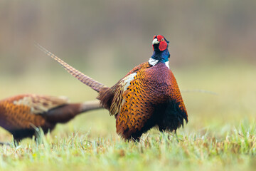 Birds - Common Pheasant (Phasianus colchicus) male - cock