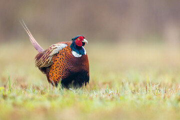 Naklejka premium Birds - Common Pheasant (Phasianus colchicus) male - cock