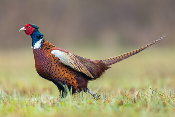 Fototapeta premium Birds - Common Pheasant (Phasianus colchicus) male - cock