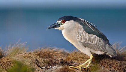 Majestic BlackCrowned Night Heron on SunsetKissed Carcass Island amidst Vivid Falkland Skies